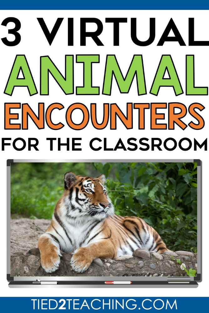 Virtual Animal Encounters for the Classroom by Tied 2 Teaching Blog Post Cover with Colorful Tiger on Smart Board